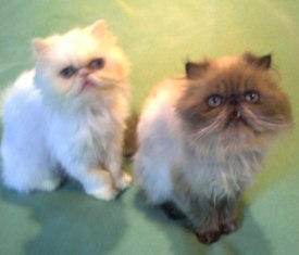 Persian Kittens